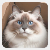 Ragdoll kat in kartonnen doos vierkante sticker (Voorkant)