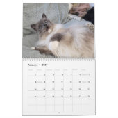 Ragdoll kat kalender (Feb 2027)