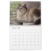 Ragdoll kat kalender (Jan 2027)