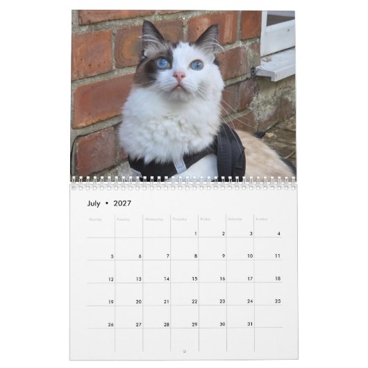 Ragdoll kat kalender (Jul 2027)