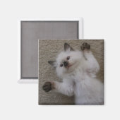 Ragdoll-Kat Magneet (Voorkant / Achterkant)
