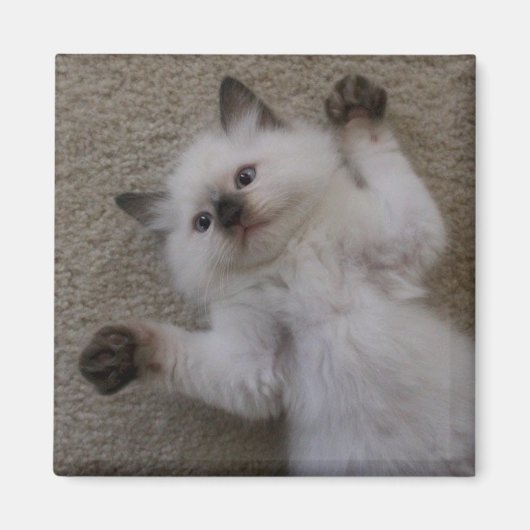 Ragdoll-Kat Magneet (Voorkant)