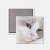 Ragdoll-kat Magneet (Voorkant / Achterkant)