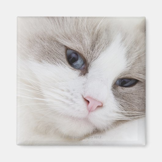 Ragdoll-kat Magneet (Voorkant)