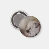 Ragdoll-Kat Magneet (Voorkant / Achterkant)