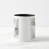 Ragdoll-kat Mok (Midden)