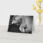 Ragdoll kat / Noir, kaart (Gele Bloem)