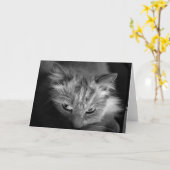 Ragdoll kat / Noir kaart (Gele Bloem)