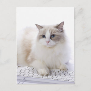 Ragdoll-kat op computertoetsenbord briefkaart