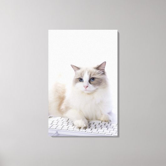 Ragdoll-kat op computertoetsenbord canvas afdruk (Voorkant)