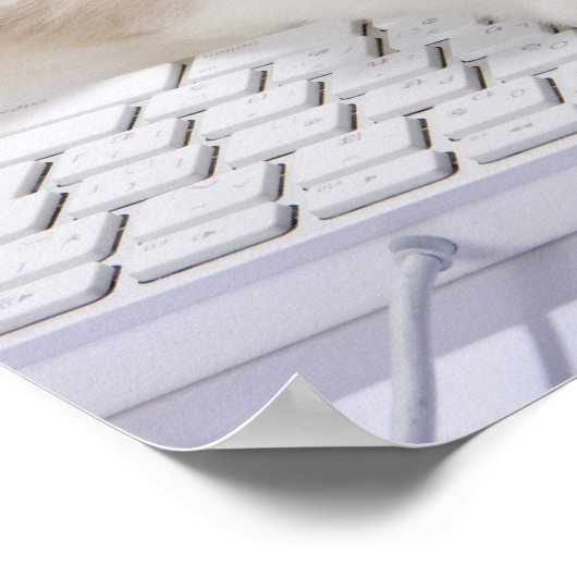 Ragdoll-kat op computertoetsenbord poster (Hoek)