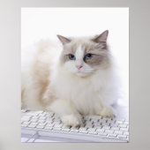 Ragdoll-kat op computertoetsenbord poster (Voorkant)