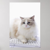 Ragdoll-kat op computertoetsenbord poster (Voorkant)