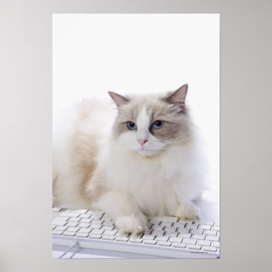 Ragdoll-kat op computertoetsenbord poster (Voorkant)