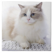 Ragdoll-kat op computertoetsenbord tegeltje (Voorkant)