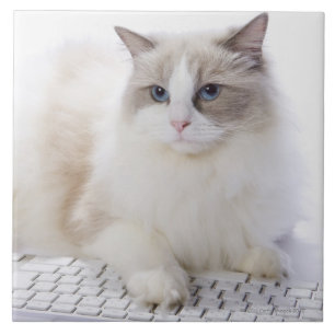 Ragdoll-kat op computertoetsenbord tegeltje