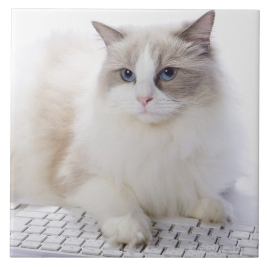 Ragdoll-kat op computertoetsenbord tegeltje (Voorkant)