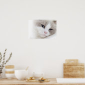 Ragdoll-kat Poster (Keuken)