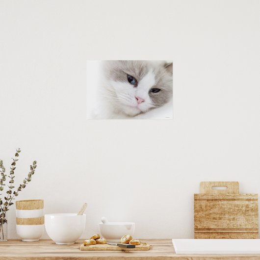 Ragdoll-kat Poster (Keuken)
