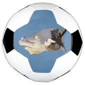 Ragdoll kat, Stof Blauw Voetbal (Gedraaid)