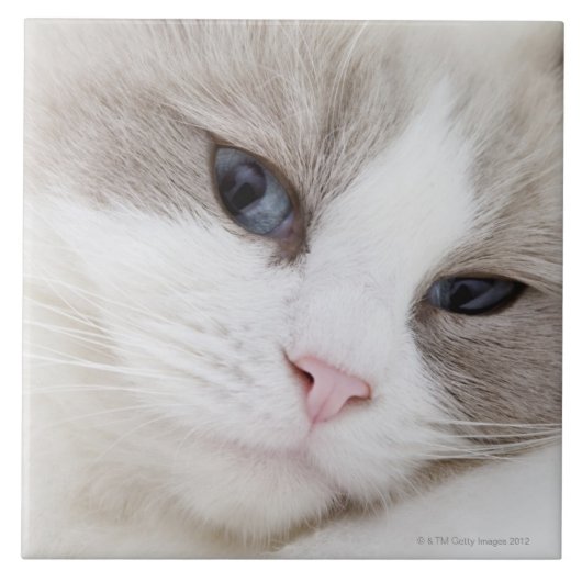 Ragdoll-kat Tegeltje (Voorkant)