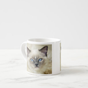 Ragdoll katje espresso kop