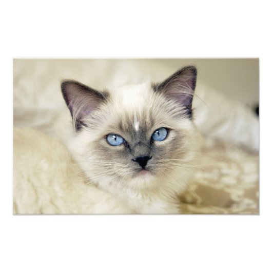 Ragdoll katje foto afdruk (Voorkant)
