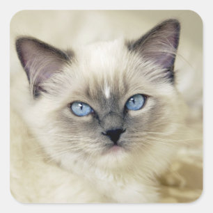Ragdoll katje vierkante sticker