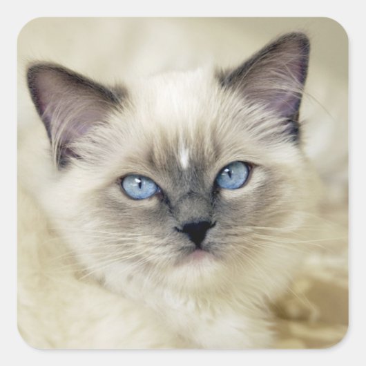 Ragdoll katje vierkante sticker (Voorkant)