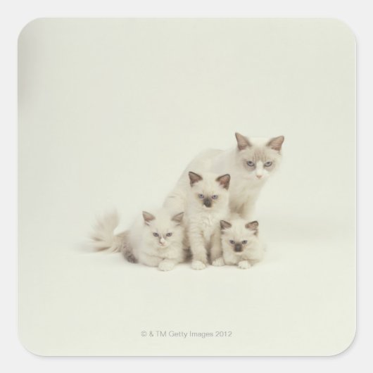 Ragdoll kattenvrouw met kittens vierkante sticker (Voorkant)