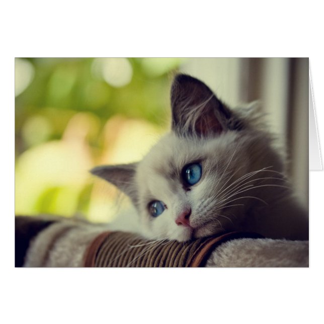 Ragdoll Kitten (Voorkant Horizontaal)