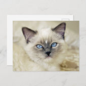 Ragdoll kitten briefkaart (Voorkant / Achterkant)