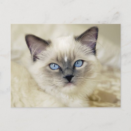 Ragdoll kitten briefkaart (Voorkant)