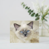 Ragdoll kitten briefkaart (Staand voorkant)