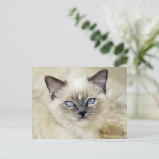 Ragdoll kitten briefkaart (Staand voorkant)