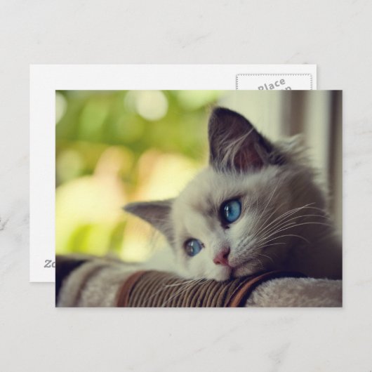 Ragdoll Kitten Briefkaart (Voorkant / Achterkant)