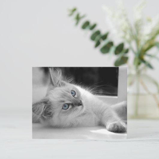 Ragdoll kitten briefkaart (Staand voorkant)