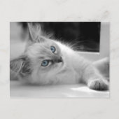 Ragdoll kitten briefkaart (Voorkant)
