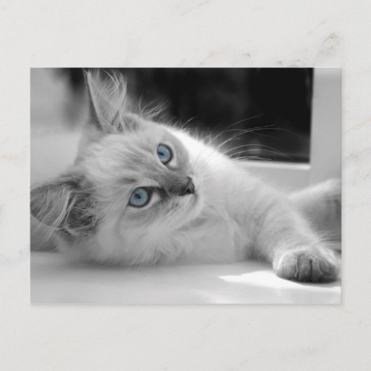 Ragdoll kitten briefkaart (Voorkant)