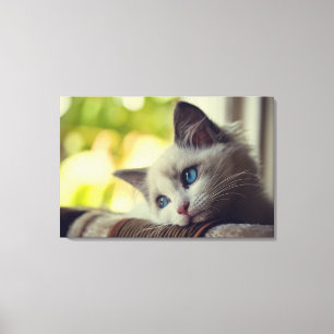 Ragdoll Kitten Canvas Afdruk