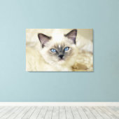 Ragdoll kitten canvas afdruk (Insitu (Houten vloer))