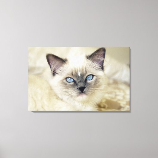 Ragdoll kitten canvas afdruk (Voorkant)
