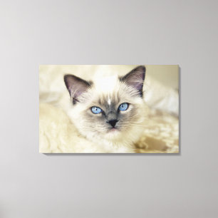 Ragdoll kitten canvas afdruk