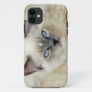 Ragdoll kitten Case-Mate iPhone case