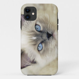 Ragdoll kitten iPhone 11 hoesje