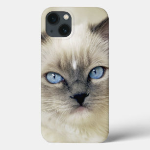 Ragdoll kitten Case-Mate iPhone case