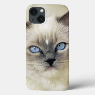 Ragdoll kitten iPhone 13 hoesje