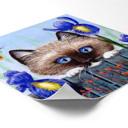 Ragdoll Kitten Cat Siamese Birmese Poster (Hoek)