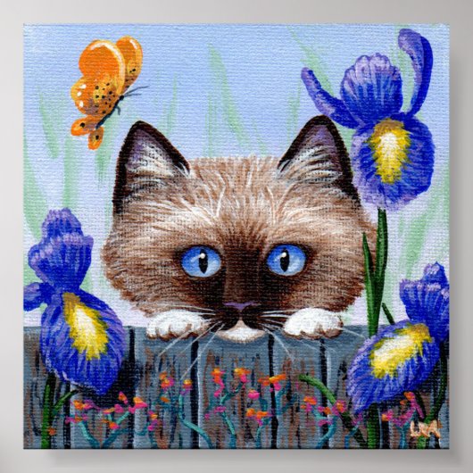 Ragdoll Kitten Cat Siamese Birmese Poster (Voorkant)