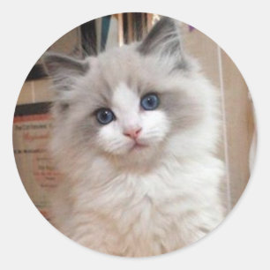 Ragdoll Kitten Cutie Ronde Sticker